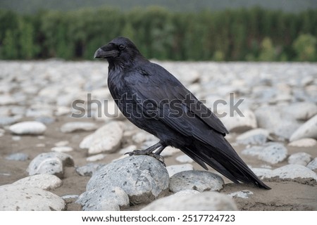 Black bird raven with sitting on the stone