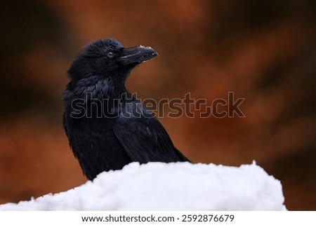 Black bird raven sitting on the tree trunk in the forest nature habitat, animal in autumn wood, Finland. Snow in winter, Europe.