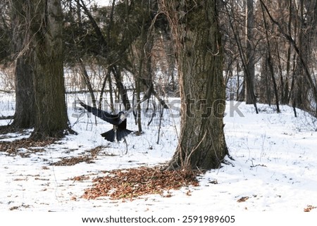 a black bird raven soars into the air in the middle of a winter forest