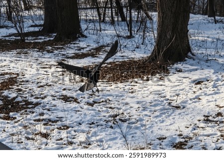 a black bird raven soars into the air in the middle of a winter forest