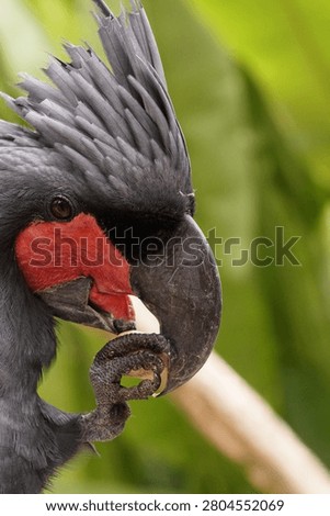 A black bird with a red face eats a worm outdoors.