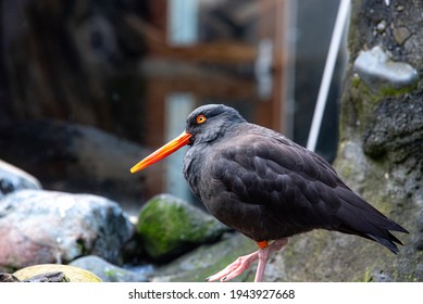 Black Bird At Seattle Aquarium