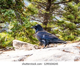 black bird side 