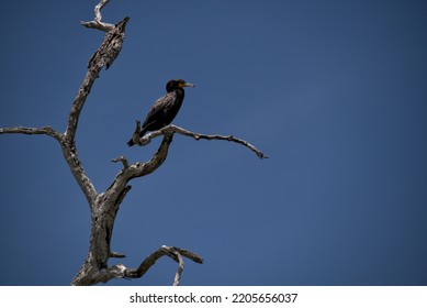 A Black Bird Sits Perched On Dead Tree Branch Scanning Its Surroundings For Prey To Swoop Down And Eat In Wildlife Refuge, Rio Lagartos.