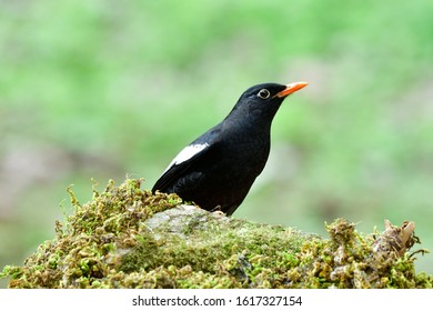 Black Bird With Surprise Face While Looking For Meal On Green Mossy Rock In Early Morning, Grey-winged Blackbird (Turdus Boulboul) 