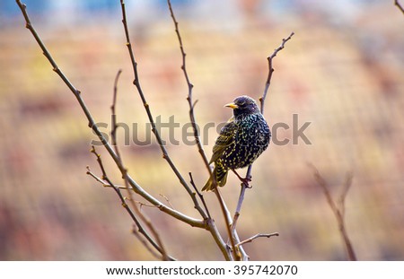 black bird in the tree  ,amazing ,winter ,nature, yellow beak ,rainy weather  ,green ,city ,lovely  ,without , leaves ,empty ,branches ,alone ,cold ,Sturnus vulgaris ,strange ,colorful , 