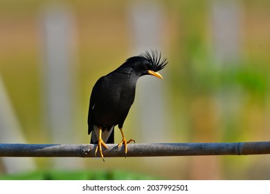 A Black Bird White-vented Myna