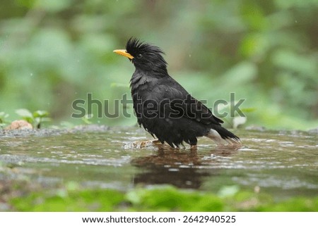 Black bird, White-vented Myna, enjoy playing water in a bird pond, selection focus, green background.