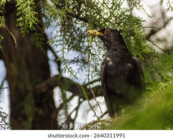 Black bird with yellow beak holding a worm in the beack in a pine tree