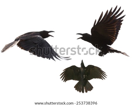 black birds crow flying mid air show detail in under wing feather isolated white background