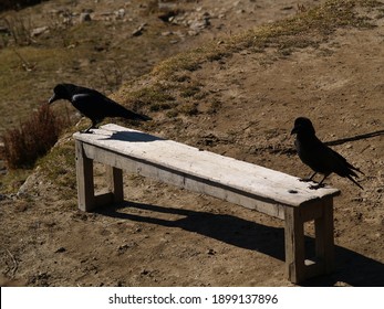 Black Birds In Gosaikunda Lakes