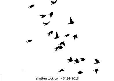 208,513 Bird silhouette Stock Photos, Images & Photography | Shutterstock