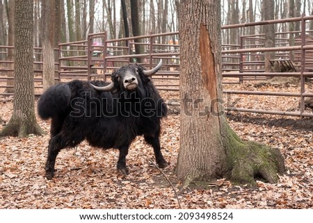 Black Bison. Animal buffalo. Symbol of the year.