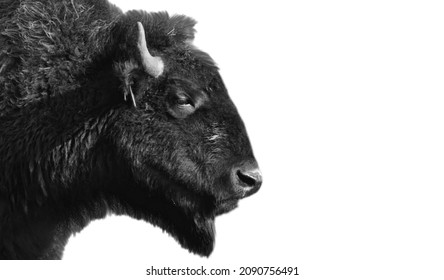 11,380 Bison mountain Images, Stock Photos & Vectors | Shutterstock