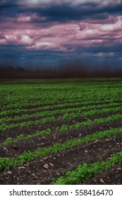 Black Blizzard ( Dust Devil. Dust Whirl) On Agricultural Lands. Loss Of Soil And Crops. Everything Is Drowning In Dense Stream Of Dust. 