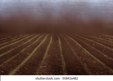 Black Blizzard (dust Devil. Dust Whirl) On Agricultural Land. Loss Of Soil And Crops. Everything Is Drowning In Dense Stream Of Dust. 