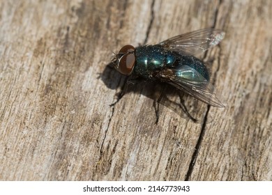 A Black Blow Fly Is Resting On A Log Basking In The Warm Sunshine. Taylor Creek Park, Toronto, Ontario, Canada.