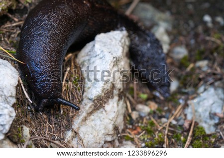 Black and blue slug, Limax cinereoniger. The largest terrestrial slug.