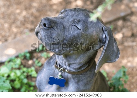 Black Boerboel puppy with closed dreamy eyes sleeping and dreaming like outdoors in the garden. Boerboel is a South African breed of large dog of mastiff type, used as a family guard dog.