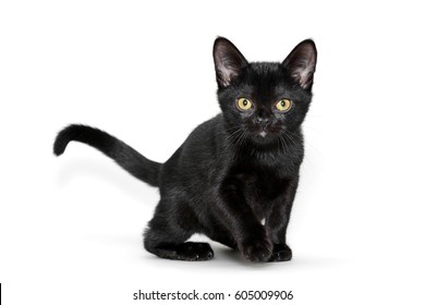 Bombay Kitten Images, Stock Photos 