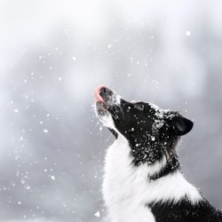 Black Border Collie Dog Catching Falling Snow