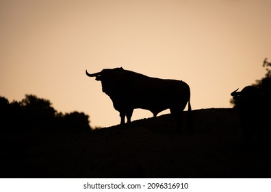 Black brave bull against the light