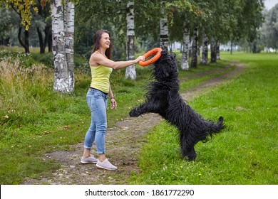 Black briard is playing with smiling woman during dog walking in the public park. Female owner walks with pet outdoor.