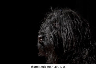 Black Briard Portrait Dog Stock Photo 28774765 | Shutterstock