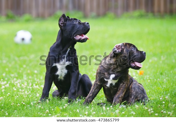 Black Brindle Cane Corso Puppies Sitting Stock Photo Edit
