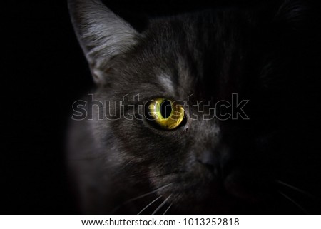 Black british cat closeup face with yellow eyes in dark background. Black banner