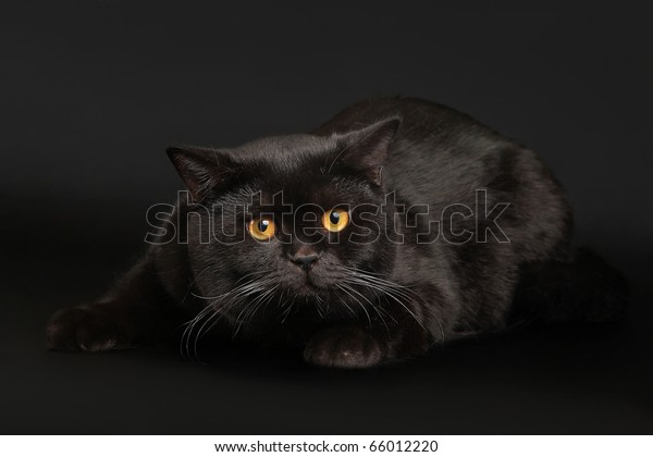 Black British Male Cat On Black Stock Photo Edit Now 66012220