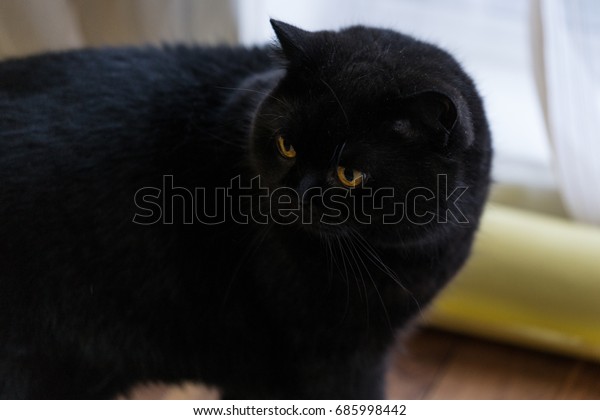 Black British Shorthair Cat Stock Photo Edit Now 685998442