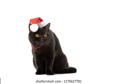 Black British Shorthair Cat In Christmas Hat Isolated On White Background