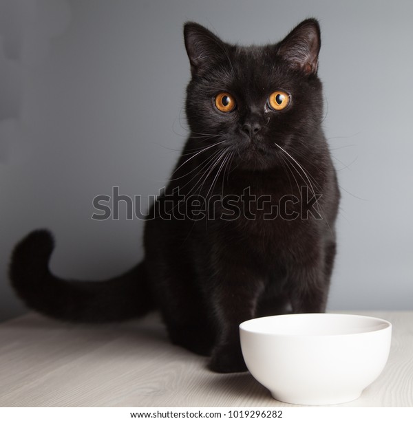 Black British Shorthair Cat Eats White Stock Photo Edit Now