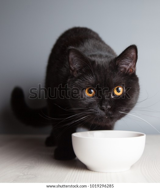 Black British Shorthair Cat Eats White Animals Wildlife Stock Image