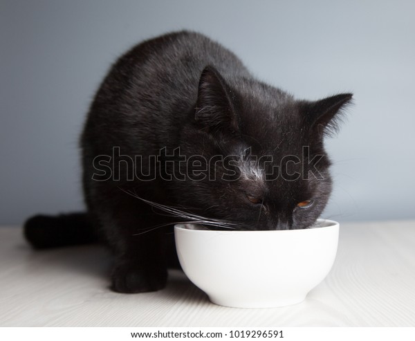 Black British Shorthair Cat Eats White Stock Photo Edit Now