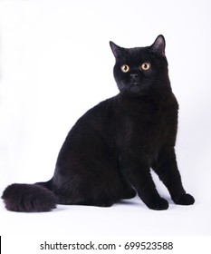 Black British Shorthair Cat Kitty On White Background