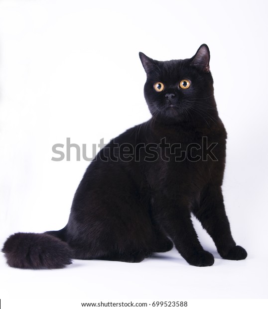 british cat black
