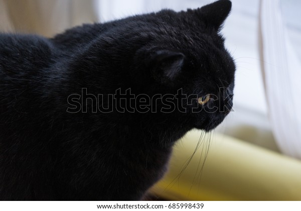 Black British Shorthair Cat Looks Side Stock Photo Edit Now