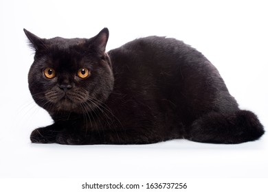 Black British Shorthair Cat Images Stock Photos Vectors