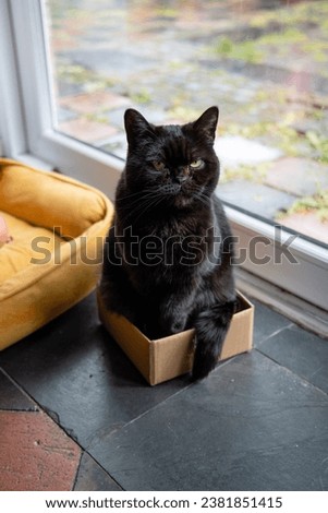 Black british shorthair cat sitting in the small box, funny cat