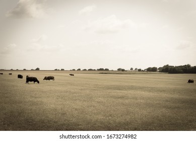 Black And Brow Cows Grazing Grass Under Cloud Blue Sky At Ranch In Waxahachie, Texas, America. Pasture Raised Cattle On Prairie Farm Background