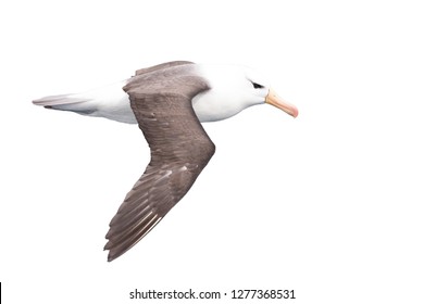 A black browed albatros isolated from background on white background.