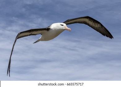 Black Browed Albatross