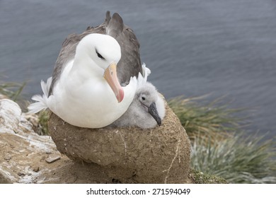 Black browed Albatross and chick