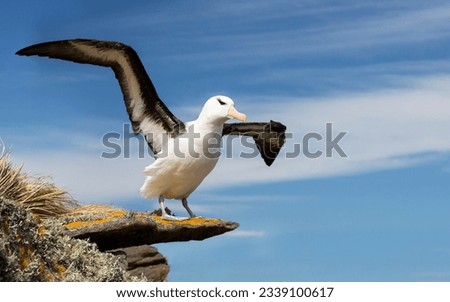 Black browed albatross courting pair; crossing beaks; glide path; on nest; over rocks; squabbling; stooping; Black browed, albatross take-off; Falkland Islands