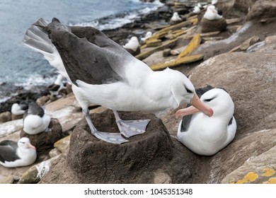 Black Browed Albatross Courtship 