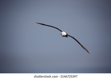 Black browed albatross gliding along the coastline