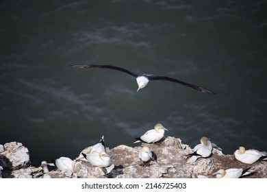 Black browed albatross gliding along the coastline