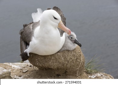 Black browed Albatross parent and chick on nest